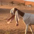معزا هولنديات مراح طيب