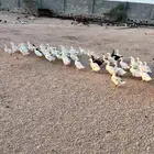 بط بكيني