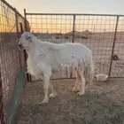 فحل حري صنف