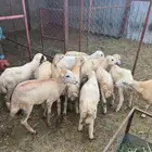 خرفان تربية بلدي