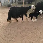 غنم مواليد تحتها 4