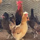 دجاج عربي اصيل