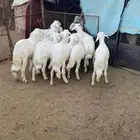 طليان للبيع