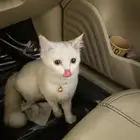 قط ظايع على صاحبه التواصل