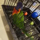 ببغاء لوري للبيع