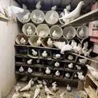 حمام فرنسي منتج