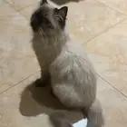 قطه ضائعة نوعها هملايا في حي الحمراء