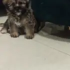 للبيع كلب فصيلة shih tzu العمر شهرين متعلم على الليتر بكس