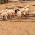 فران تربية بلدي