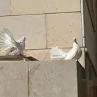 حمام رقاص