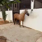 بوني الماني