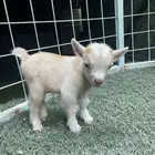 تتوفر تيوس الماعز القزم بيور للبيع تصلح لتربية البيوت