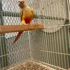 كنيور رد فاكتور