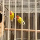 زوج روز منتج