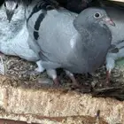 فراخة زاجل