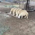 رخال حريات جذعات