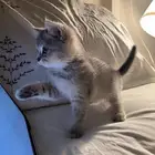 قط كتن سكوتش ستريت