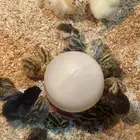 صوص سمان ودجاج