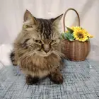 قطة انثى للتبني