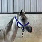 حصان شعبي