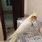 أنثى كروان لاتينو أليفة ومنتجة للبيع أو البدل بذكر البينو