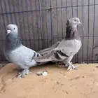 جوزين تركي