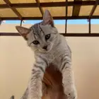 تبوك