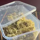 سباغنوم سباقنوم موس   طحالب تجذير للنباتات