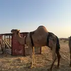 جمل للبيع