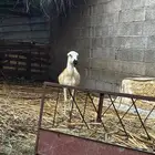 رخل بلدي