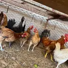 دجاج بلدي بياض