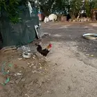 ديك عربي