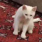 قطه للتبني