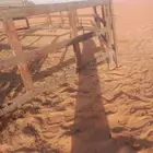 شبوك الابل للبيع