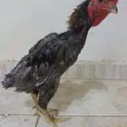 ديك كوشامو قزم