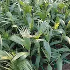 شتلات واشنطونيا (واشنطني الفراشة)