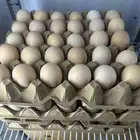 بيض دجاج بلدي طازج