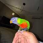 لوري