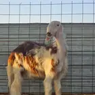 طلي نجدي احمر للبيع