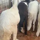 سواكن مرابي