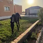 مهره ادهم للبيع