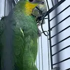 للبيع جوز امزون