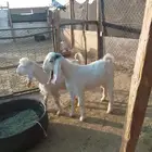 تيوس برية