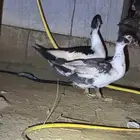طيور بط