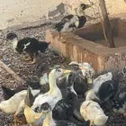 بط للبيع