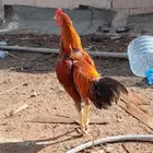 ديك باكستاني مكس