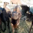 حاشي