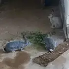 عسفان