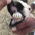 نعجه نجديه