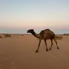 ضريبه صفرا طيبه